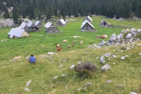 Planina Laz je ena od osemindvajsetih bohinjskih planin, na katerih pasejo živino. / Foto: Arhiv Dušan Jović