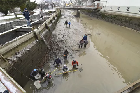 Tržiški ribiči so izlov rib pri hidroelektrarni Sava v Kranju izvedli zaradi izpraznitve dovodnega kanala. / Foto: Žiga Živulovič Jr./Bobo