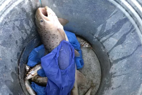 Poginila je vsa populacija rib v dolžini dva do tri kilometre od točke izliva fekalij v vodotok. / Foto: Pgd Moste