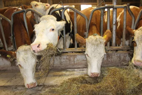 Rejci bodo lahko uveljavljali proizvodno vezana plačila tudi za krave molznice na gorskih območjih. / Foto: Cveto Zaplotnik
