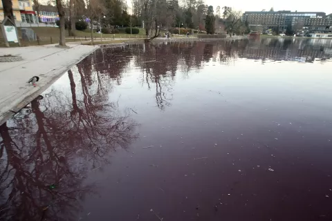 Obalni pas Blejskega jezera je zaradi planktonske cianobakterije obarvan rdeče. / Foto: Gorazd Kavčič