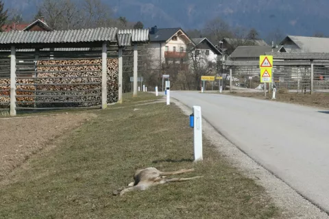 Povožena divjad ob cesti ni nič kaj prijeten prizor, a žal je tudi to del na&scaron;ega vsakdanjika. / Foto: Alenka Brun