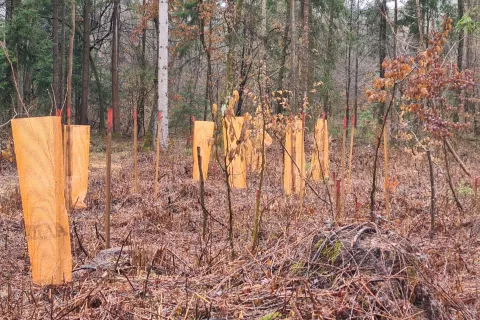 Aplikacija E-gozd bo lastnikom in upravljavcem gozdov omogočila vpogled v načrtovane in izvedene ukrepe v gozdovih. Eden od ukrepov je tudi sadnja in zaščita sadik gozdnega drevja. / Foto: Cveto Zaplotnik