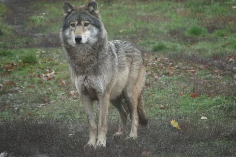 Prisotnost volka ni edini razlog za opu&scaron;čanje kmetovanja, vseeno pa ima vpliv na način reje živali. / Foto: Hubert Potočnik, Life Wolfalps EU