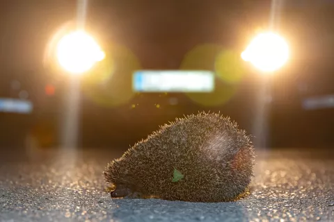 Ceste prečkajo tudi divje živali