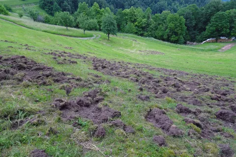 Kmetujejo po taktu divjih pra&scaron;ičev