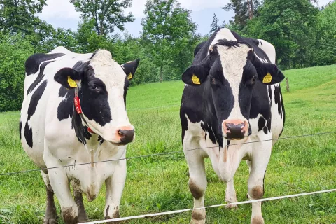 Črno-bele krave dosegajo najvi&scaron;jo povprečno mlečnost. / Foto: Cveto Zaplotnik