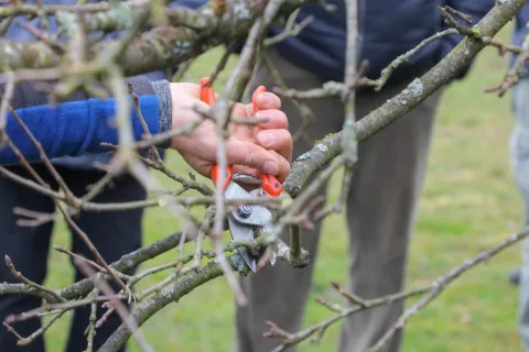 Predavanje Pridelajmo si zdravo in okusno sadje na domačem vrtu bo jutri v Čebelarskem centru v Lescah. / Foto: Tina Dokl
