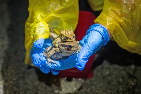 Dvoživke so zelo občutljive za spremembe v okolju. Zaradi izginjanja mokrišč in drobljenja njihovega življenjskega prostora so vedno bolj ogrožene. / Foto: Primož Pičulin