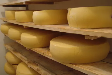 Pomembna dopolnilna dejavnost na Gorenjskem je predelava mleka v mlečne izdelke. / Foto: Cveto Zaplotnik