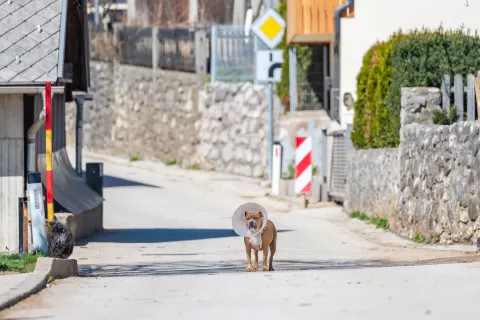 pes čuvaj ulice / Foto: Nik Bertoncelj
