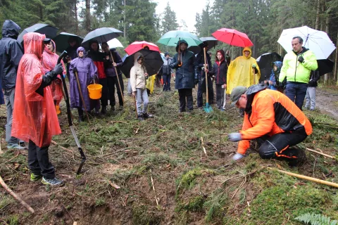Prostovoljci so v državnem gozdu v Mošah predlani že posadili okoli tisoč sadik gozdnega drevja. / Foto: Cveto Zaplotnik