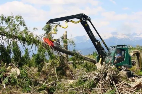 Strojna sečnja je učinkovita predvsem pri spravilu podrtije po ujmi. / Foto: 