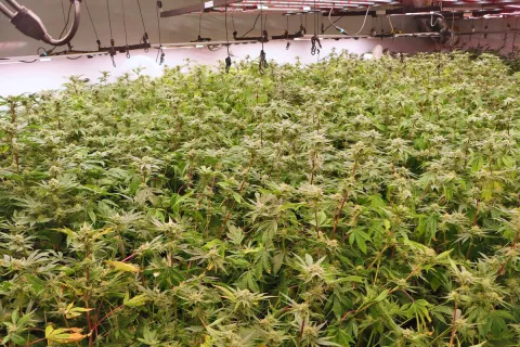 Ljubljanski policisti in kriminalisti so izvedli več hišnih preiskav s področja prepovedanih drog. / Foto: Pu Ljubljana