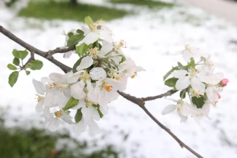 vremenska hladna fronta sprememba vreme veter in sneg ohladitev sneg snežene padavine zimska oprema pozeba škoda kmetijstvo sneženje april 2024 največja temperaturna razlika temperatura Radovljica / Foto: Gorazd Kavčič