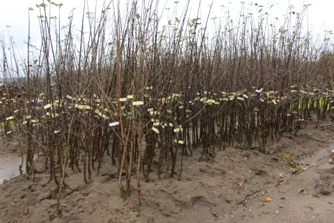 Posadili so tudi 850 sadik jablan. / Foto: Cveto Zaplotnik