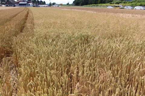 V Sloveniji je zavarovana približno tretjina vseh žit. / Foto: Cveto Zaplotnik