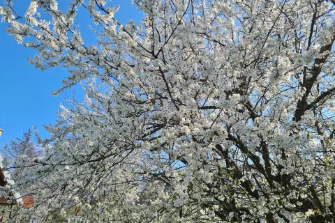 Pozeba je najbolj prizadela že cvetoče sadno drevje. / Foto: Cveto Zaplotnik