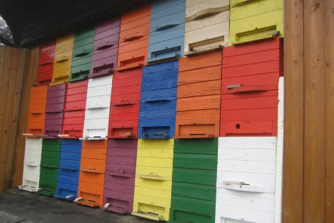 Čebelarji lahko uveljavljajo finančno podporo tudi za nakup panjev. / Foto: Cveto Zaplotnik