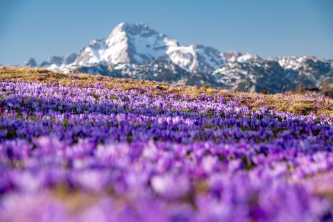 Za nekaj tednov se travniki odenejo v čudovito kuliso. / Foto: Arhiv Velika Planina