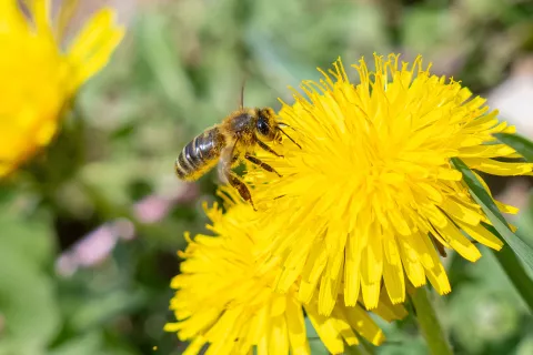 Simbolična fotografija čebela na cvetu / Foto: Nik Bertoncelj