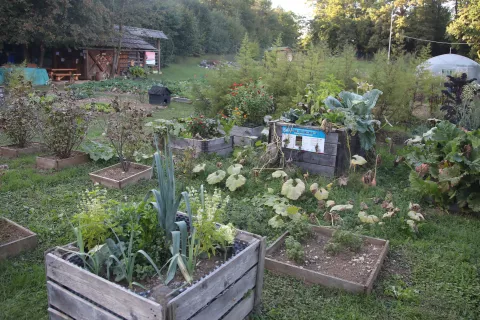 solski vrt OS ATL osnovna šola anton tomaz linhart radovljica zelenjava / Foto: Gorazd Kavčič