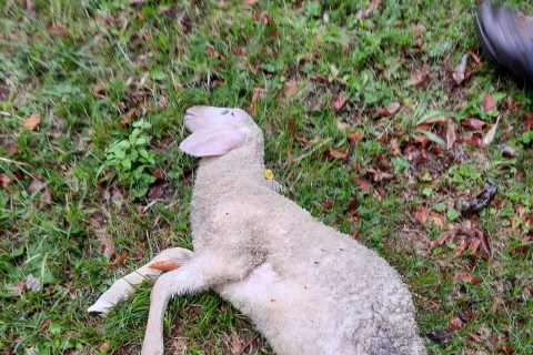 Zahteva sindikatov: država naj prevzame odgovornost za zveri - tudi takrat, ko napadajo pašne živali. / Foto: Cveto Zaplotnik