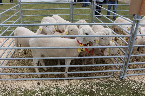 V zbornici pozivajo združenja rejcev, da ustavijo vse aktivnosti za sodelovanje živali na sejmih in razstavah. / Foto: Cveto Zaplotnik