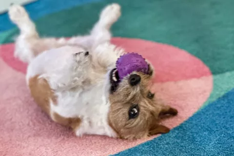 Audi kuža / Foto: Tina Dokl