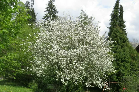 Tudi letos poteka foto natečaj za naj drevo Gorenjske / Foto: arhiv Mirjam Pavlič