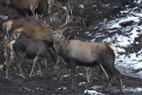 Jelenjad se je tudi na Gorenjskem prostorsko razširila in številčno okrepila. / Foto: Arhiv Gg - Gorazd Kavčič