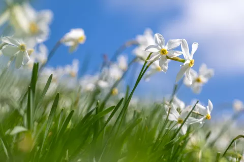 Narcise v Javorniškem Rovtu / Foto: Nik Bertoncelj