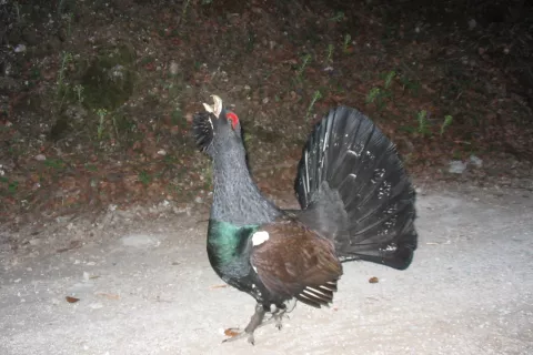 Veliki in divji petelin sta pri nas zavarovani vrsti in ju ni dovoljeno loviti. / Foto: Arhiv Gg