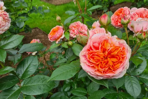 Vrtnice vse bolj srečujemo tudi v kulinariki / Foto: Alenka Brun