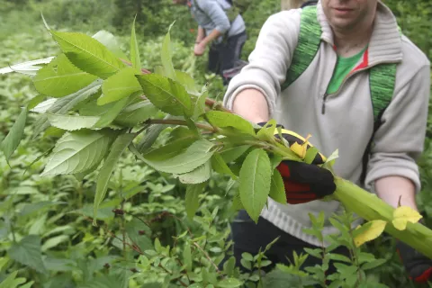Akcija Očistimo Gorenjsko invazivk letos poteka že četrtič. / Foto: arhiv Gorenjskega glasa