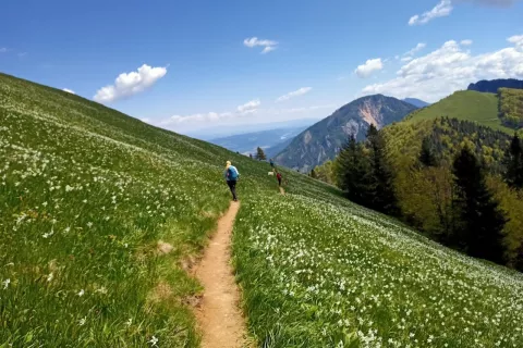 Obisk Golice v času cvetenja narcis je posebno doživetje.
/ Foto: Janko Rabič