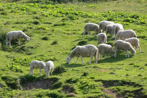 Na nekaterih planinah na Zgornjem Gorenjskem so opustili pašo drobnice zaradi napadov zveri, še zlasti volka. / Foto: Tina Dokl