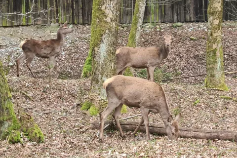 Z novim lovsko upravljavskim načrtom zmanjšujejo odstrel srnjadi. / Foto: Cveto Zaplotnik