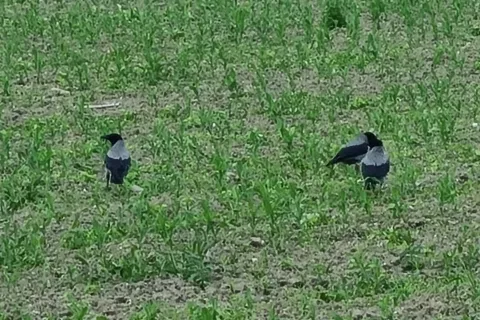 Sive vrane povzročajo spomladi največ škode na koruzi. / Foto: Cveto Zaplotnik