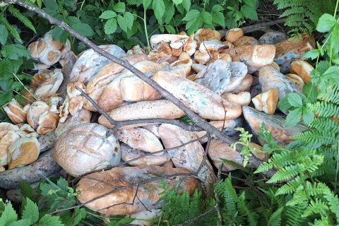 Pekovski izdelki, odvrženi na rob gozda med Kokrico in Mlako / Foto: B. V.
