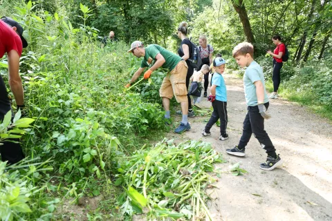 žlezava nedotika / Foto: Tina Dokl