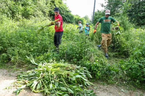 žlezova nedotika / Foto: Tina Dokl