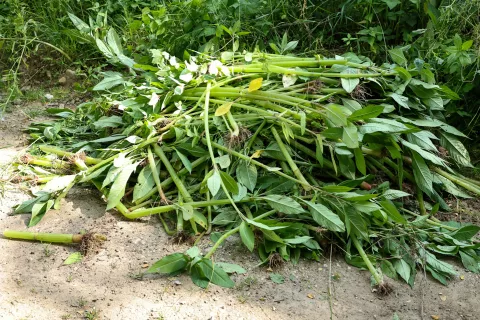 žlezova nedotika / Foto: Tina Dokl