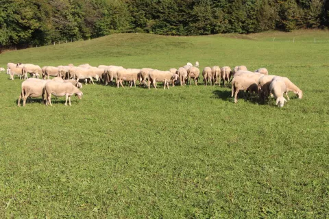 Rejci so upravičeni do podpore pri izvajanju nadstandardnih zahtev. / Foto: Cveto Zaplotnik