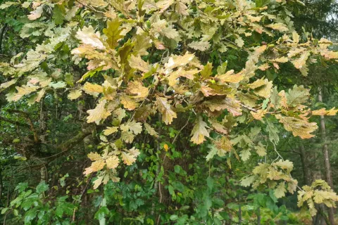 Hrastova čipkarka povzroča rumenje oziroma rjavenje listov. / Foto: Cveto Zaplotnik