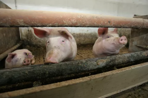 Rejci prašičev bodo lahko uveljavljali finančne podpore za izvajanje nadstandardnih zahtev. / Foto: Arhiv Gg - Tina Dokl