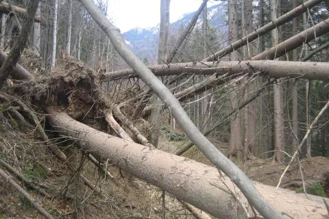 Država namenja finančne podpore tudi za sanacijo poškodovanih gozdov. / Foto: Cveto Zaplotnik