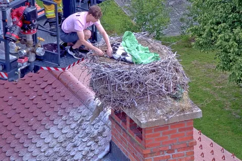 Prvega junija zvečer so takole obročkali štiri mladiče v Cerkljah. / Foto: Uroš Petauer