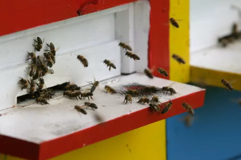 Inšpekcija bo nadzorovala čebelarje, kako ažurno spreminjajo v registru čebelnjakov podatke o številu čebeljih družin. / Foto: Arhiv Gg - Tina Dokl