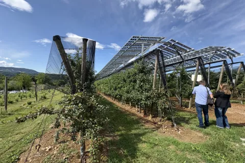 Brdo pri Lukovici.Predstavitev pilotnega projekta uvajanja agrofotovoltaike v poskusnem sadovnjaku na Brdu pri Lukovici. / Foto: Laura Štraser/sta